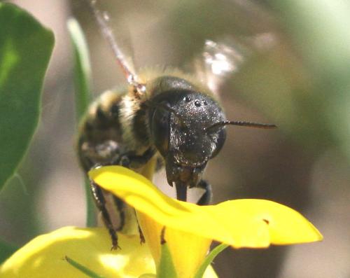 Réf. 212 349 : Osmia aurulenta